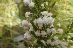 Erica glomiflora