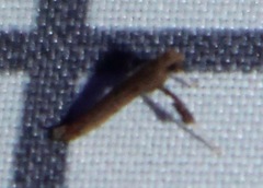 Caloptilia