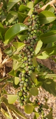 Casearia sylvestris