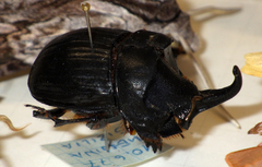 Copris hispanus