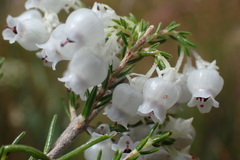 Erica glomiflora