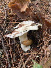 Lactifluus deceptivus