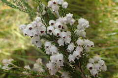 Erica glomiflora