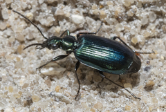 Lebia viridis