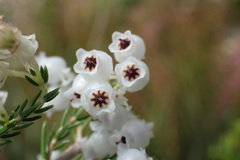 Erica glomiflora