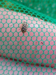 Anisosticta novemdecimpunctata