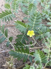 Tribulus