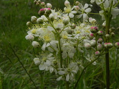 Filipendula vulgaris