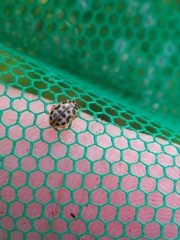 Anisosticta novemdecimpunctata