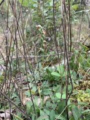 Spiranthes incurva
