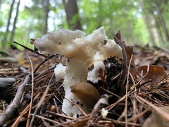 Lactifluus deceptivus