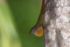 Anolis concolor