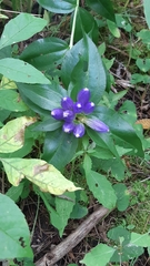 Gentianaceae