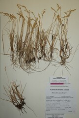 Anthoxanthum arcticum