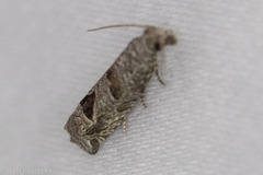 Pelochrista consobrinana