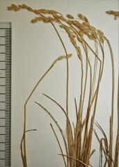 Anthoxanthum arcticum