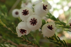 Erica glomiflora