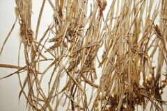 Anthoxanthum arcticum