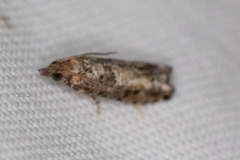 Epinotia