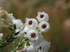 Erica glomiflora