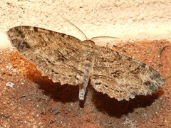 Melanolophia canadaria