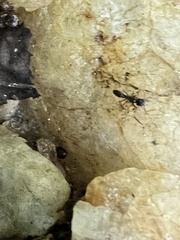 Brachyponera chinensis