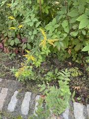 Solidago