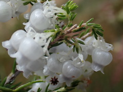 Erica glomiflora