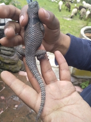 Sceloporus mucronatus