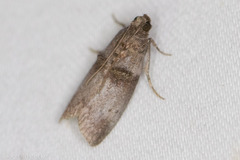 Acrobasis texana