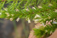 Erica fuscescens