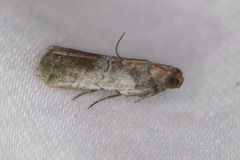Chararica hystriculella