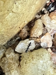 Brachyponera chinensis