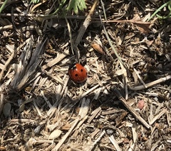 Coccinella septempunctata