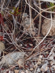 Phrynosoma platyrhinos