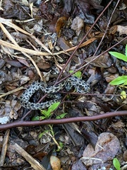 Sistrurus miliarius barbouri