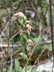 Spiranthes incurva