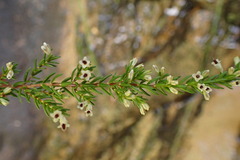 Erica fuscescens