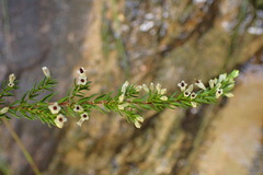Erica fuscescens