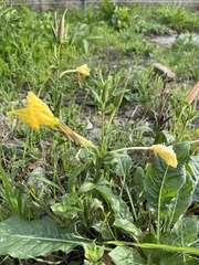 Oenothera glazioviana