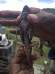 Sceloporus mucronatus