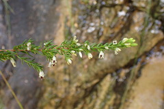 Erica fuscescens