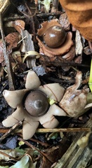 Geastrum triplex