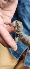 Sceloporus mucronatus