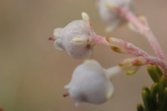 Erica glomiflora
