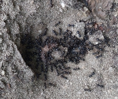 Lasius fuliginosus