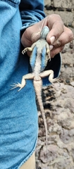 Sceloporus mucronatus