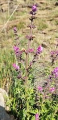 Syncolostemon