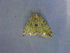 Hydriomena furcata