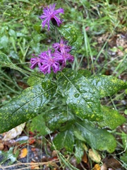 Vernonia
